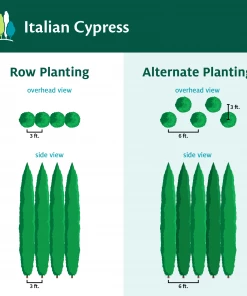 Fast Growing Trees Italian Cypress