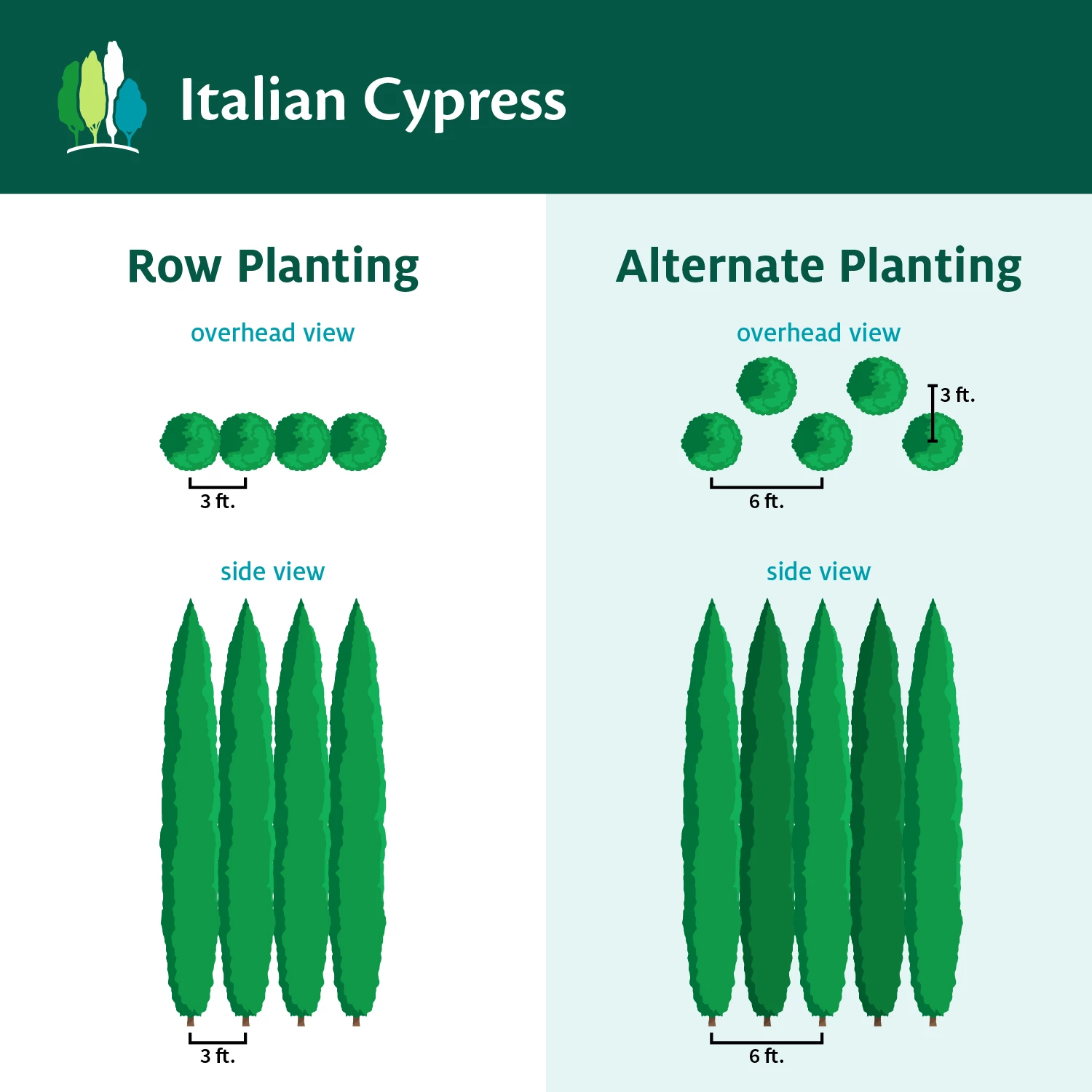 Fast Growing Trees See All Evergreen & Privacy Trees Italian Cypress 9 Fast Growing Trees See All Evergreen & Privacy Trees Italian Cypress