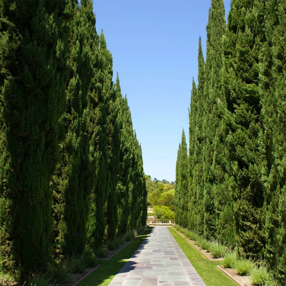 Fast Growing Trees See All Evergreen & Privacy Trees Italian Cypress 6 Fast Growing Trees See All Evergreen & Privacy Trees Italian Cypress