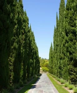 Fast Growing Trees Italian Cypress Tree