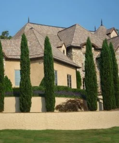 Fast Growing Trees Italian Cypress Tree