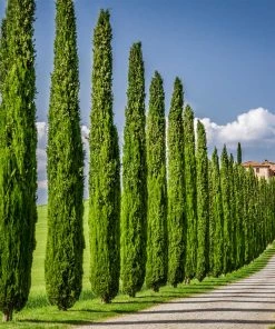 Fast Growing Trees See All Evergreen & Privacy Trees Italian Cypress 11 Fast Growing Trees See All Evergreen & Privacy Trees Italian Cypress