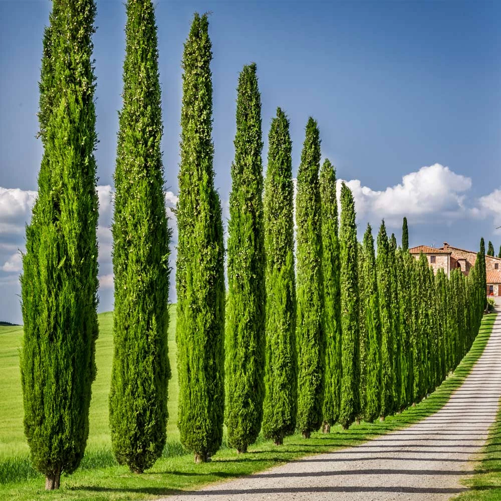 Fast Growing Trees See All Evergreen & Privacy Trees Italian Cypress 5 Fast Growing Trees See All Evergreen & Privacy Trees Italian Cypress