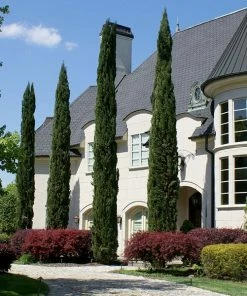 Fast Growing Trees Italian Cypress Tree