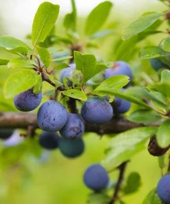 Fast Growing Trees Italian Plum Tree Plum Trees 10 Fast Growing Trees Italian Plum Tree Plum Trees