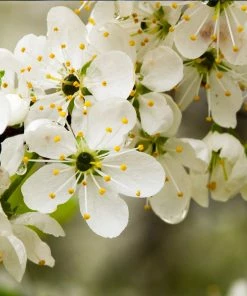 Fast Growing Trees Italian Plum Tree Plum Trees 13 Fast Growing Trees Italian Plum Tree Plum Trees