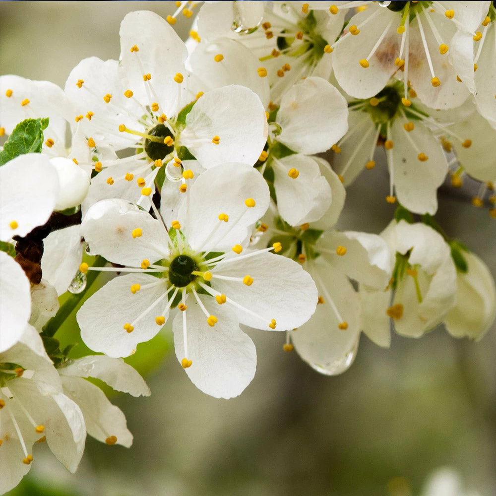 Fast Growing Trees Italian Plum Tree Plum Trees 8 Fast Growing Trees Italian Plum Tree Plum Trees