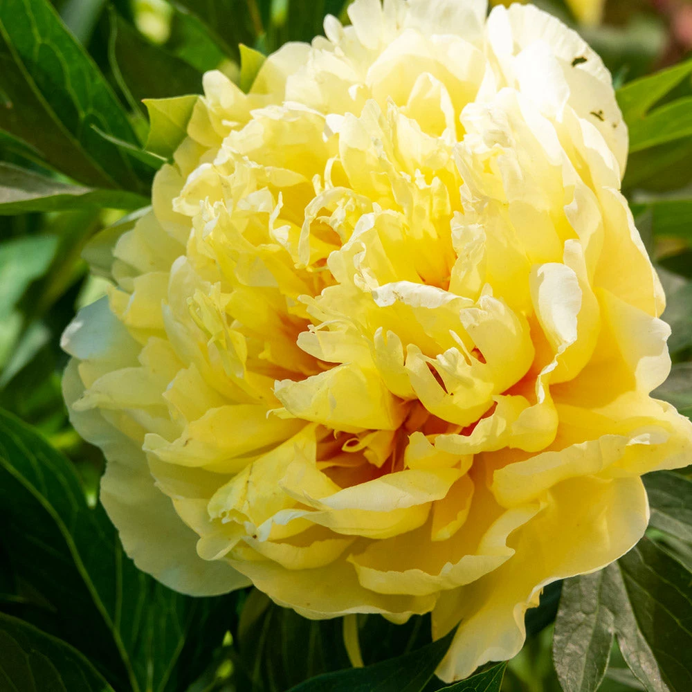 Fast Growing Trees Bartzella Peony Deer Resistant Plants 4 Fast Growing Trees Bartzella Peony Deer Resistant Plants