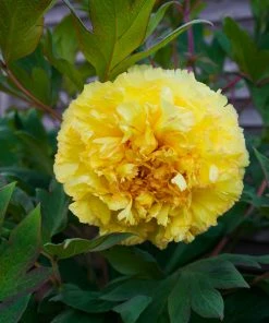 Fast Growing Trees Bartzella Peony Deer Resistant Plants 9 Fast Growing Trees Bartzella Peony Deer Resistant Plants