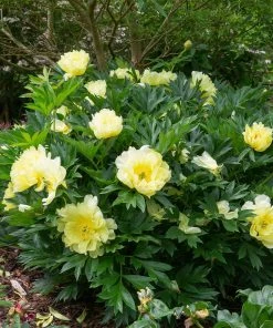 Fast Growing Trees Bartzella Peony Deer Resistant Plants 10 Fast Growing Trees Bartzella Peony Deer Resistant Plants