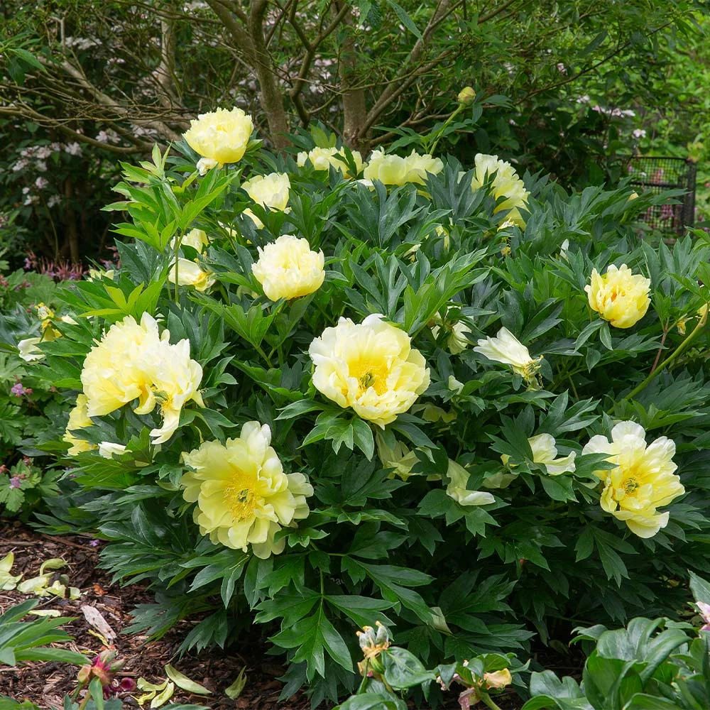 Fast Growing Trees Bartzella Peony Deer Resistant Plants 6 Fast Growing Trees Bartzella Peony Deer Resistant Plants