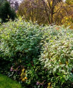 Fast Growing Trees Ivory Halo Dogwood Shrub 9 Fast Growing Trees Ivory Halo Dogwood Shrub