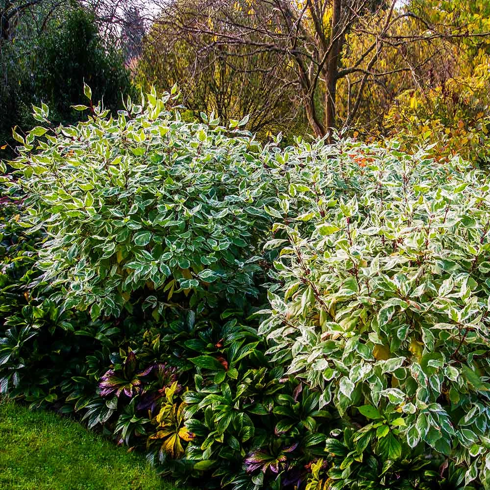 Fast Growing Trees Ivory Halo Dogwood Shrub 6 Fast Growing Trees Ivory Halo Dogwood Shrub