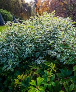 Fast Growing Trees Ivory Halo Dogwood Shrub