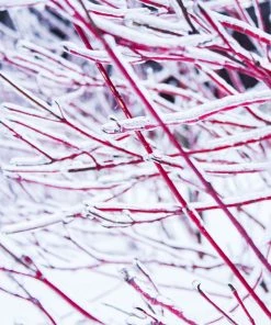 Fast Growing Trees Ivory Halo Dogwood Shrub 8 Fast Growing Trees Ivory Halo Dogwood Shrub