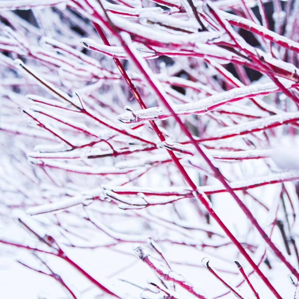 Fast Growing Trees Ivory Halo Dogwood Shrub 5 Fast Growing Trees Ivory Halo Dogwood Shrub