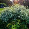 Fast Growing Trees Ivory Halo Dogwood Shrub 1 Fast Growing Trees Ivory Halo Dogwood Shrub