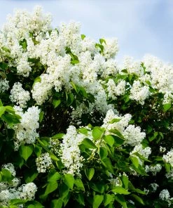 Fast Growing Trees Ivory Silk Japanese Lilac Tree White Flowers