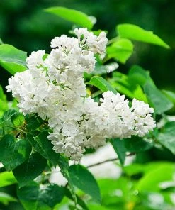 Fast Growing Trees Ivory Silk Japanese Lilac Tree White Flowers