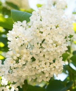 Fast Growing Trees Ivory Silk Japanese Lilac Tree White Flowers