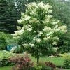 Fast Growing Trees Ivory Silk Japanese Lilac Tree White Flowers 1 Fast Growing Trees Ivory Silk Japanese Lilac Tree White Flowers