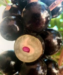 Fast Growing Trees Jaboticaba Tree 14 Fast Growing Trees Jaboticaba Tree