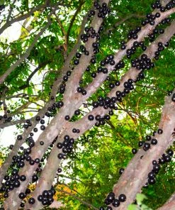 Fast Growing Trees Jaboticaba Tree 12 Fast Growing Trees Jaboticaba Tree
