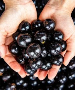 Fast Growing Trees Jaboticaba Tree 11 Fast Growing Trees Jaboticaba Tree