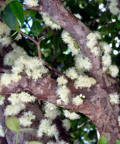 Fast Growing Trees Jaboticaba Tree 13 Fast Growing Trees Jaboticaba Tree