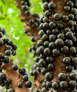 Fast Growing Trees Jaboticaba Tree