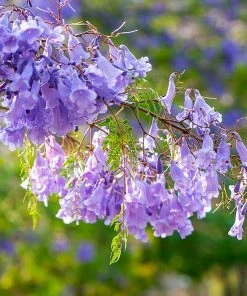 Fast Growing Trees Purple Flowers Jacaranda Tree