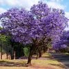 Fast Growing Trees Purple Flowers Jacaranda Tree 1 Fast Growing Trees Purple Flowers Jacaranda Tree