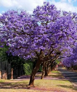 Fast Growing Trees Purple Flowers Jacaranda Tree