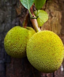 Fast Growing Trees See All Fruit Trees Jackfruit Tree