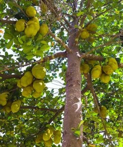Fast Growing Trees See All Fruit Trees Jackfruit Tree