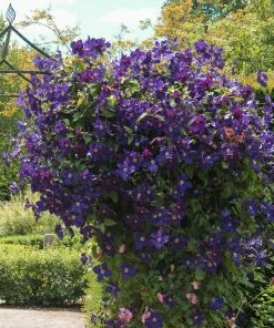 Fast Growing Trees Jackmanii Clematis Vine 9 Fast Growing Trees Jackmanii Clematis Vine