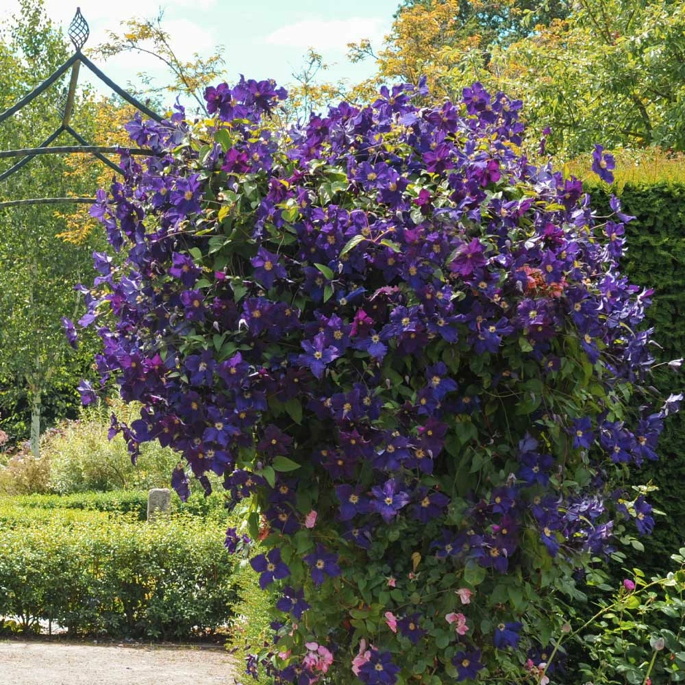 Fast Growing Trees Jackmanii Clematis Vine 6 Fast Growing Trees Jackmanii Clematis Vine