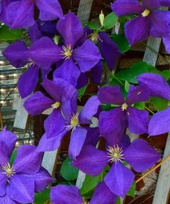 Fast Growing Trees Jackmanii Clematis Vine 8 Fast Growing Trees Jackmanii Clematis Vine