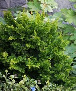 Fast Growing Trees Jade Waves™ Fernspray False Cypress Cypress Trees