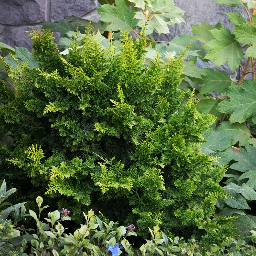 Fast Growing Trees Jade Waves™ Fernspray False Cypress Cypress Trees 4 Fast Growing Trees Jade Waves™ Fernspray False Cypress Cypress Trees