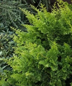 Fast Growing Trees Jade Waves™ Fernspray False Cypress Cypress Trees 8 Fast Growing Trees Jade Waves™ Fernspray False Cypress Cypress Trees