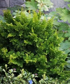 Fast Growing Trees Jade Waves™ Fernspray False Cypress Cypress Trees