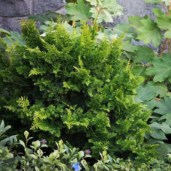 Fast Growing Trees Jade Waves™ Fernspray False Cypress Cypress Trees 3 Fast Growing Trees Jade Waves™ Fernspray False Cypress Cypress Trees