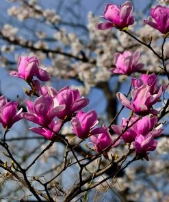 Fast Growing Trees Jane Magnolia