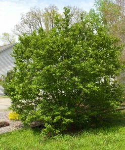 Fast Growing Trees Jane Magnolia