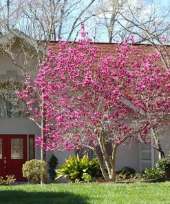 Fast Growing Trees Jane Magnolia