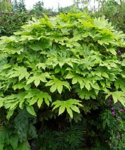 Fast Growing Trees Japanese Aralia Plant See All Shrubs & Hedges