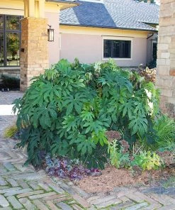 Fast Growing Trees Japanese Aralia Plant See All Shrubs & Hedges