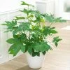 Fast Growing Trees Japanese Aralia Plant See All Shrubs & Hedges