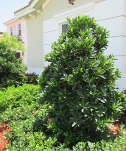 Fast Growing Trees Japanese Blueberry Tree See All Evergreen & Privacy Trees